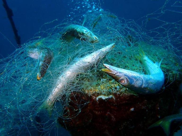 arastirma sonuclari korkuttu yuzde 99ununda mikroplastik bulundu hangi baliklar daha riskli 1 nyL5BIvF