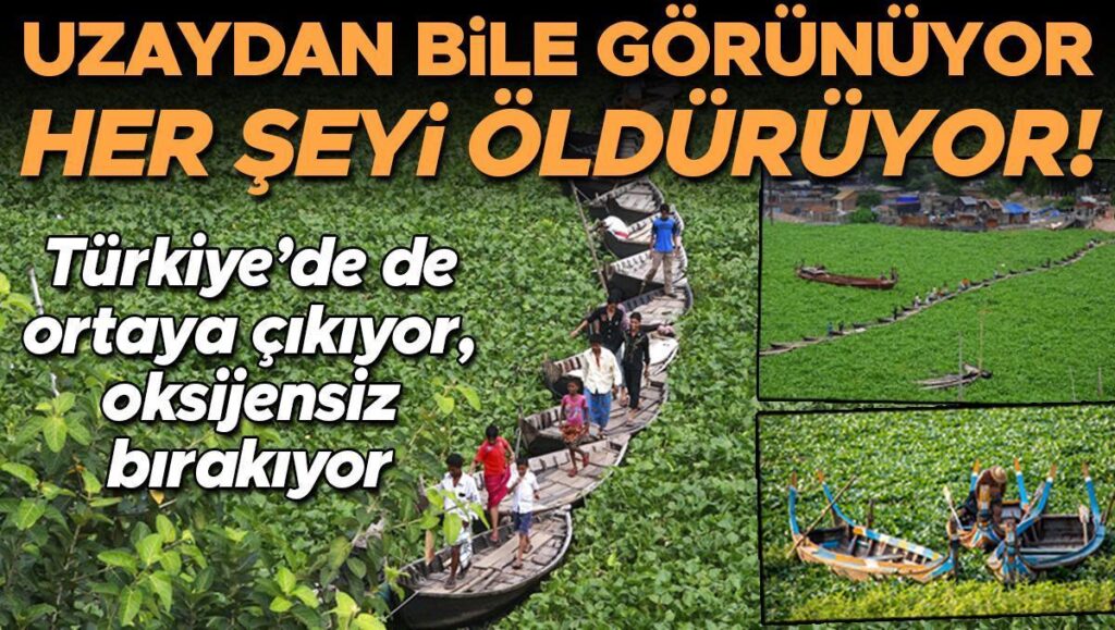 etrafinda ne varsa olduruyor bulundugu yeri istila edip yasami sonlandiriyor sorun o kadar buyuk 4d6uLdav