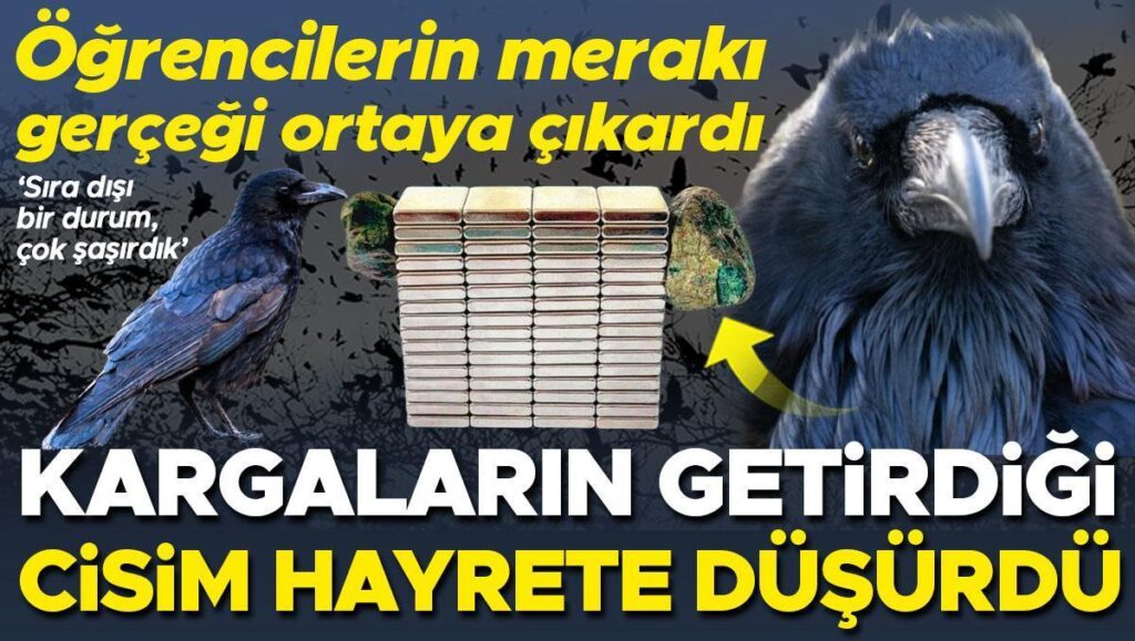 ogrencilerin meraki gercegi ortaya cikardi kargalarin getirdigi cisim hayrete dusurdu sira disi bir durum bEAGkByO